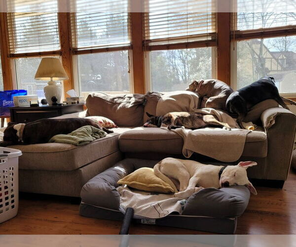 Medium Photo #17 American Staffordshire Terrier-Unknown Mix Puppy For Sale in Wenonah, NJ, USA