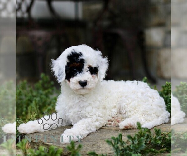 Medium Photo #3 Cavapoo (Miniature) Puppy For Sale in KINZERS, PA, USA