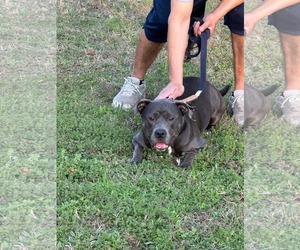 Dixie - Female American Pit Bull Terrier Dog for Adoption - Photo #3