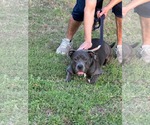 Small #2 American Pit Bull Terrier