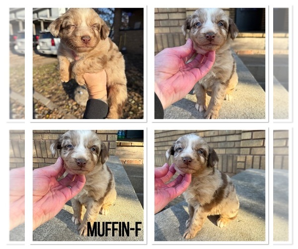 Medium Photo #9 Australian Shepherd Puppy For Sale in BUSHNELL, IL, USA