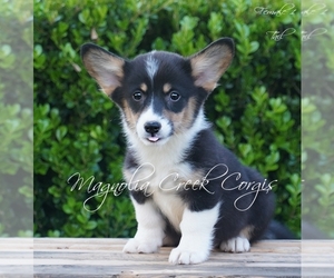Pembroke Welsh Corgi Puppy for sale in LAUREL HILL, FL, USA