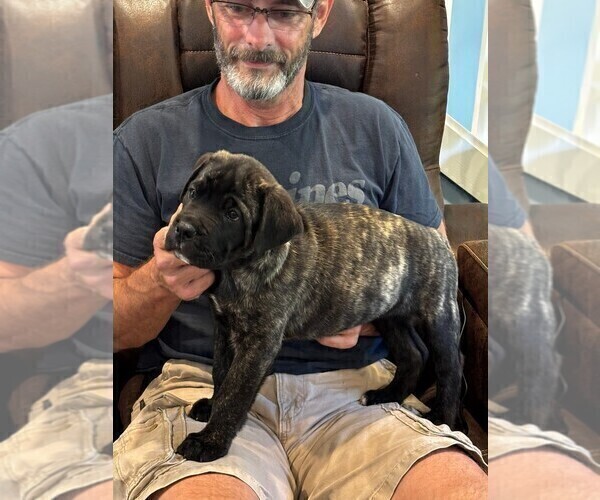 Medium Photo #3 Cane Corso Puppy For Sale in REEVESVILLE, SC, USA