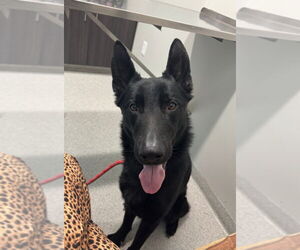 German Shepherd Dog Dogs for adoption in Foristell, MO, USA