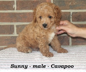 Cavapoo Puppy for sale in CLARKRANGE, TN, USA