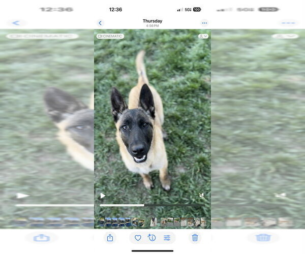 Medium Photo #3 Mutt Puppy For Sale in Imlay City, MI, USA