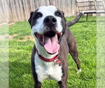 Small #4 American Bulldog-Labrador Retriever Mix