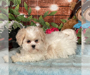 Mal-Shi Puppy for sale in PENNS CREEK, PA, USA