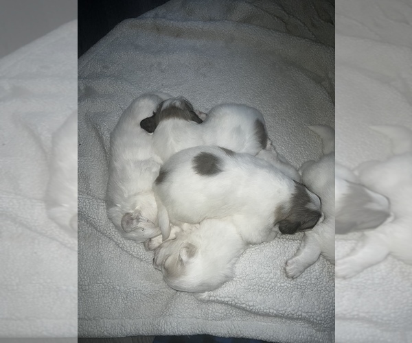 Medium Photo #8 Great Pyrenees Puppy For Sale in SPRINGDALE, WA, USA