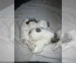 Small Photo #8 Great Pyrenees Puppy For Sale in SPRINGDALE, WA, USA