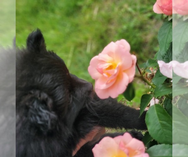 Medium Photo #4 Pomeranian Puppy For Sale in SAINT PAUL, MN, USA