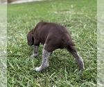 Puppy Female 1 German Shorthaired Pointer