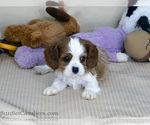 Puppy David AKC Cavalier King Charles Spaniel