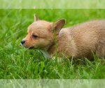 Small #3 Pembroke Welsh Corgi