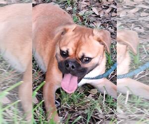 Puggle Dogs for adoption in Missouri City, TX, USA