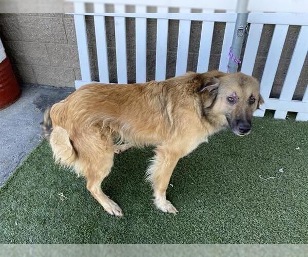 Medium Photo #1 German Shepherd Dog-Unknown Mix Puppy For Sale in Modesto, CA, USA