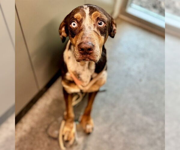 Medium Photo #1 Catahoula Leopard Dog-Unknown Mix Puppy For Sale in Tavares, FL, USA