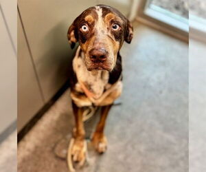 Catahoula Leopard Dog-Unknown Mix Dogs for adoption in Tavares, FL, USA