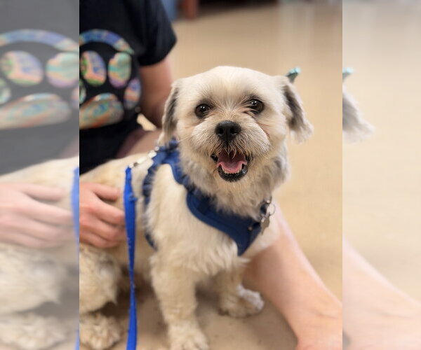 Medium Photo #1 Shih Tzu-Unknown Mix Puppy For Sale in Mundelein, IL, USA