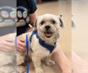 Shih Tzu-Unknown Mix Dogs for adoption in Mundelein, IL, USA