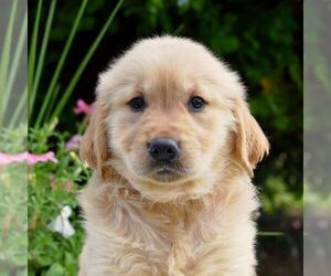 Golden Retriever Puppy for sale in NEWPORT, PA, USA
