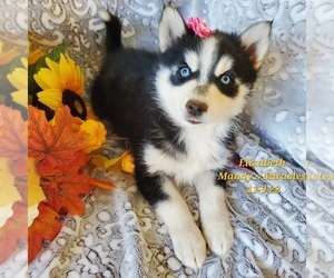 Pomsky Puppy for Sale in DALLAS, North Carolina USA