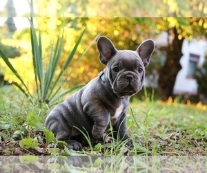 bulldog brooklyn puppyfinder pocono rabies deworming vet