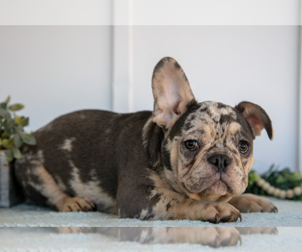 Medium Photo #3 French Bulldog Puppy For Sale in MILLERSBURG, OH, USA