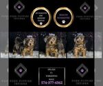 Small #8 YorkiePoo