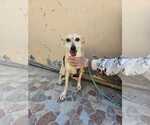 Small #9 Saluki-Whippet Mix