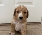 Small Photo #3 Golden Mountain Doodle  Puppy For Sale in MANDEVILLE, LA, USA