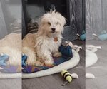 Small Photo #6 Maltese-Unknown Mix Puppy For Sale in Minneapolis, MN, USA