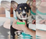 Puppy Benny Pembroke Welsh Corgi