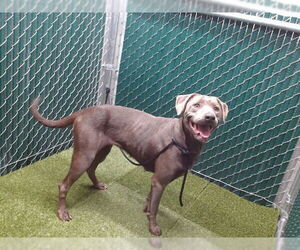 Weimaraner Dogs for adoption in Downey, CA, USA