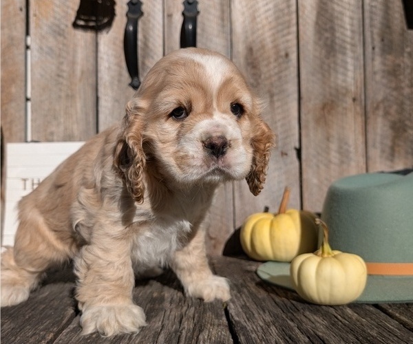 Medium Photo #7 Cocker Spaniel Puppy For Sale in GOSHEN, IN, USA