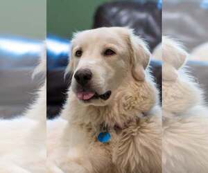Great Pyrenees Dogs for adoption in Dallas, TX, USA