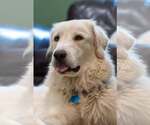 Small Great Pyrenees