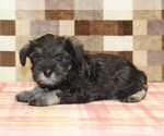 Small #1 Schnauzer (Miniature)