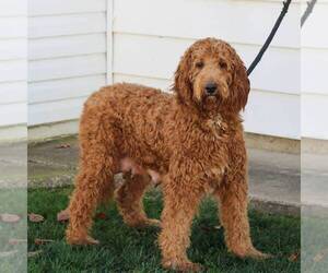 Mother of the Goldendoodle puppies born on 03/22/2026