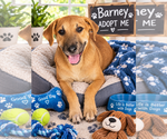 Barney - Male Mutt Dog for Adoption - Small photo