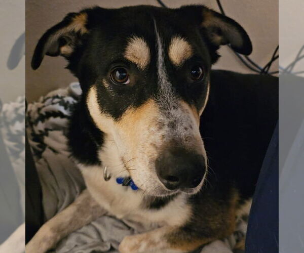 Medium Photo #11 Mutt Puppy For Sale in Fargo, ND, USA