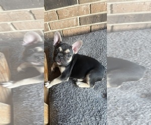 French Bulldog Puppy for Sale in LEESVILLE, Louisiana USA