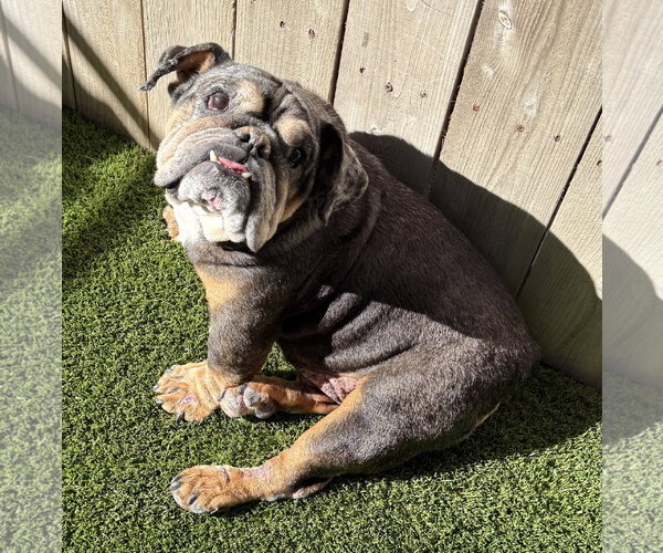 Medium Photo #3 Bulldog Puppy For Sale in Mission Viejo, CA, USA