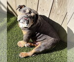 Small #2 Bulldog