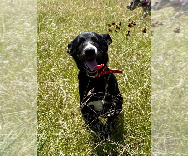 Medium Photo #12 Great Dane-Unknown Mix Puppy For Sale in Bullard, TX, USA