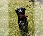 Small #11 Great Dane Mix