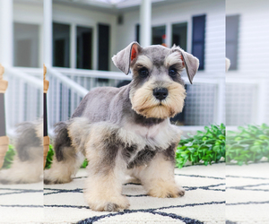 French Bulldog Puppy for sale in SYRACUSE, IN, USA