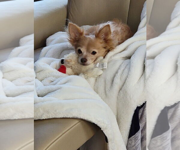 Medium Photo #2 Chihuahua-Unknown Mix Puppy For Sale in Bellingham, WA, USA