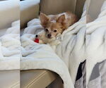 Small #1 Chihuahua Mix