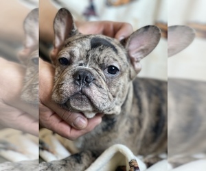 French Bulldog Puppy for sale in BOSTON, MA, USA